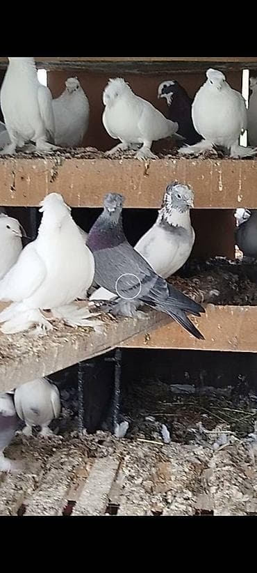 мышык сатып алам: Племенных голубей старопородный — 4