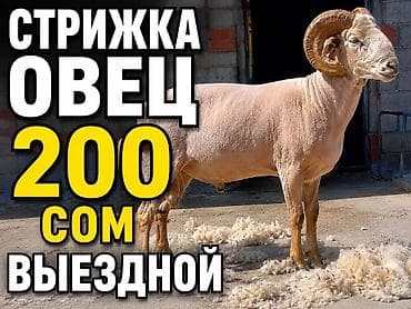 продаю барашек: Продаю | Баран (самец), Овца (самка), Ягненок | Арашан | На забой — 1