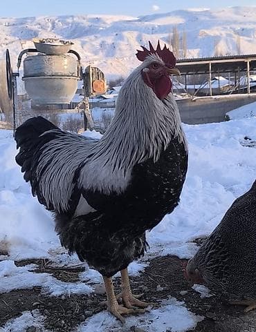 Продаю | Инкубационные яйца | Для разведения