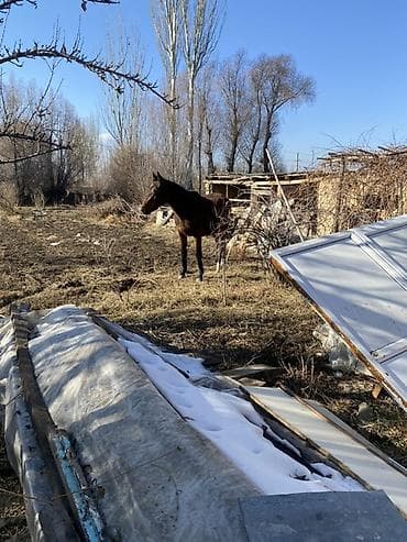 Продаю | Кобыла (самка) | Полукровка, Английская | Для разведения, Конный спорт