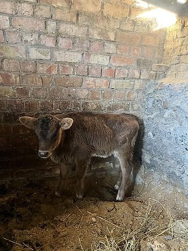 бык телка: Продаю | Музоо, торпок | Полукровка | Для разведения | Искусственник — 9