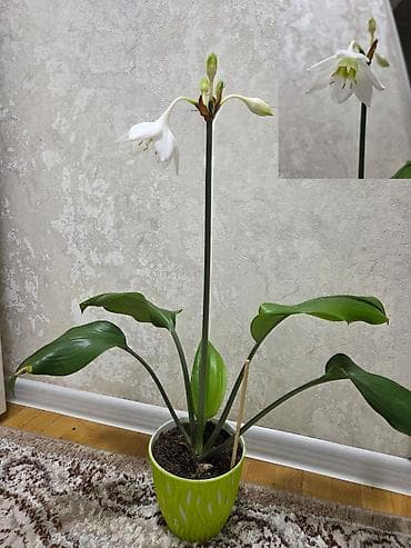 хлорофитум пестролистный: Комнатные растения в горшках: 1) Хлорофитум хохлатый (вариагатный) - — 3