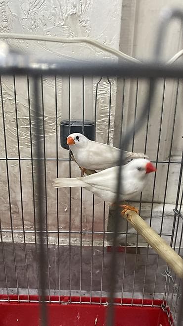 СРОЧНО ПРОДАЮ ПРУ АМАДИН ЗА 1700 ПАРА ОТДАМ БЕЗ КЛЕТКИ С КОРМОМ