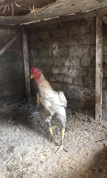 кошки джалал абад: Продаю | Куры | Бойцовая | Для разведения — 1