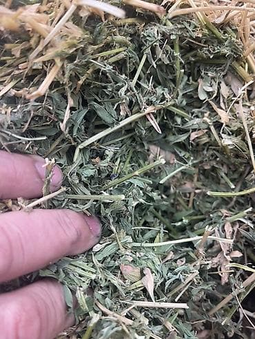 Люцерна (кормовая трава) — скошенная и высушенная для заготовки