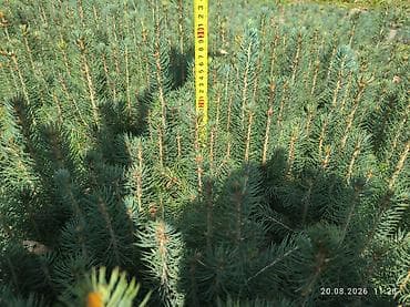 мебель шкаф бу: Ель голубая (Picea pungens) — сеянцы/подрост 1–2 лет. Описание: - — 3