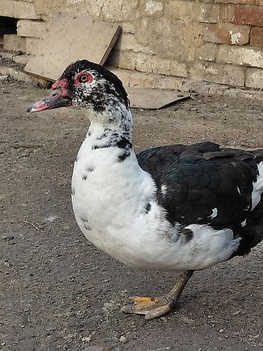 дикая утка: Продаю куры, петух, индоутки Беловодске — 5