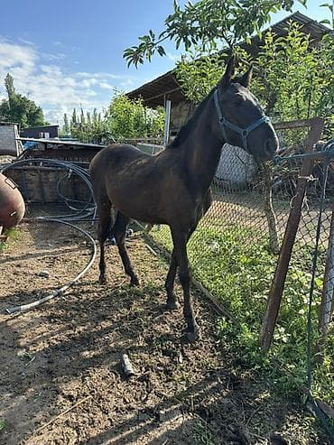 кунаи: Продаю | Жеребец — 1