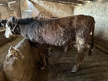 бычки продаются: Продаю | Бык (самец) | На откорм — 7