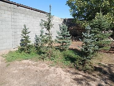 Садовая мебель: Саженцы деревьев: Ели, Самовывоз — 4