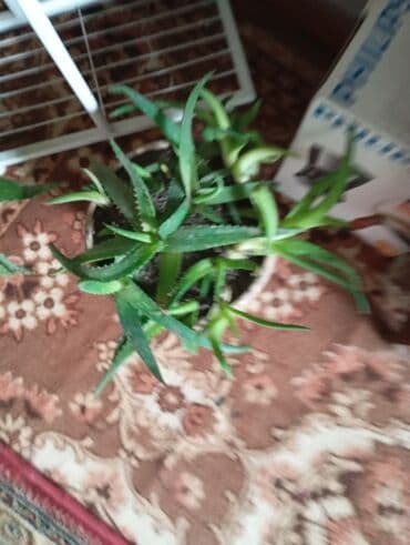 алоэ вера форевер: Алоэ (Aloe) — домашние суккуленты в горшках. Описание: - Несколько — 4