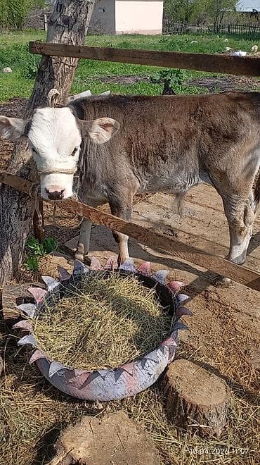 продаются бараны: Продаю | Тёлка | Полукровка | На откорм | Привязанные — 2