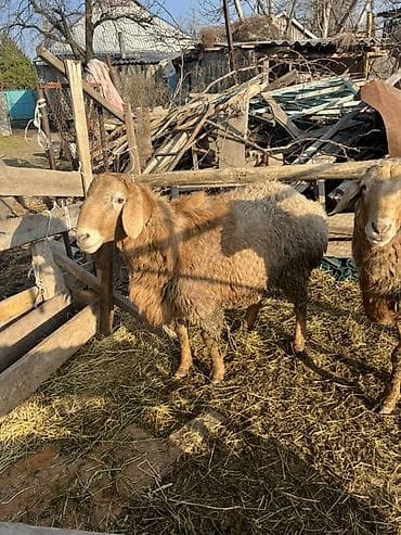 Продаю | Овца (самка) | Для разведения
