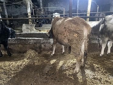 лошади дончак: Продаю | Корова (самка), Тёлка | Для разведения, Для молока | Стельные — 2