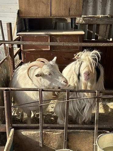 Продаю | Коза (самка), Козёл (самец) | Для молока, Для разведения