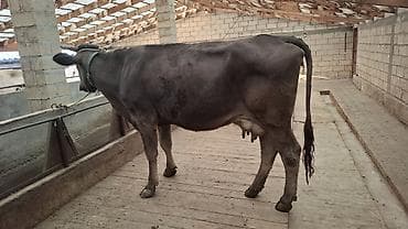 продаю кукурузу в початках: Продаю | Корова (самка) — 1