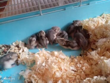 где можно купить хорька: Продаются маленькие пушистые джунгарики Хомячки ручные мальчики и — 7