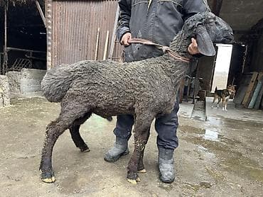 полша ат: Продаю | Баран (самец) | Арашан | На забой, Для разведения — 9