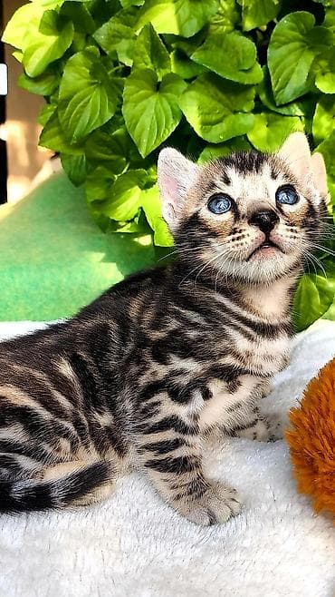 бенгал кошка цена: Шикарные БЕНГАЛО- БАРСЫ ! Серебряные бенгальские котята. В продаже — 7