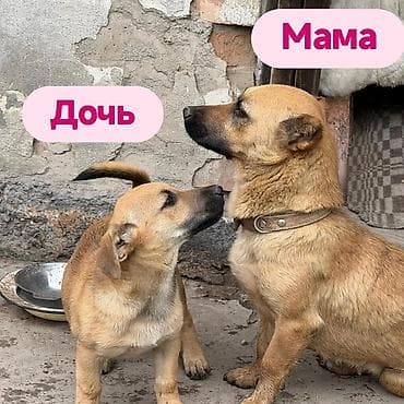 собака даром: Щенки и мама. Описание: - Порода: беспородные (метисы), компактного — 3