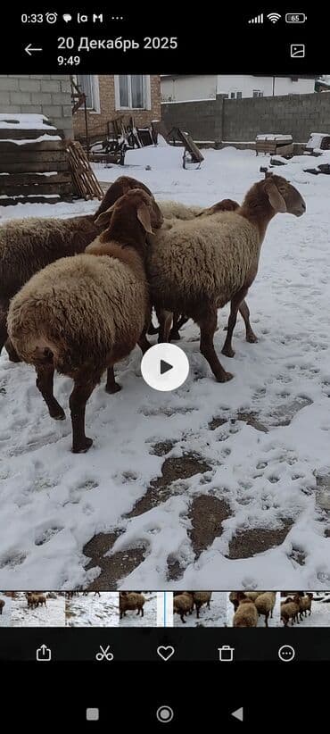 козу сатылат бишкек: Сатам | Ургаачы кой (ургаачы) | Көбөйтүү үчүн | Асыл тукумдуу, Бооз, Ургаачы — 8
