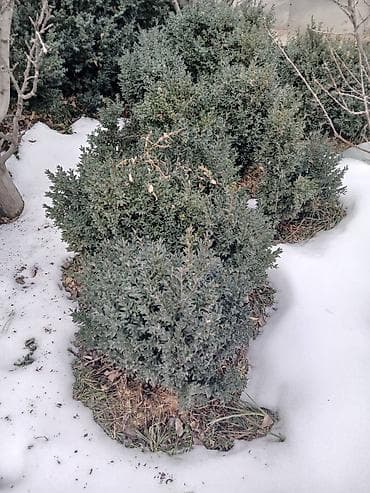 навес сатам: Саженцы цветка: Самшиты — 2