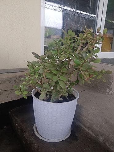 денежное дерево: Толстянка (Crassula ovata, денежное дерево) в декоративном кашпо. - — 5
