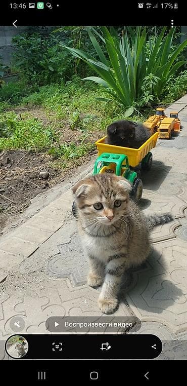 все животные: Котята с вислоухими ушками от домашней кошки-скоттиш (на фото с — 4