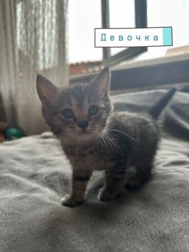 отдам котенка в добрые руки: Эркек — 2