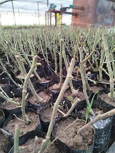 solutions elementary: Роза оптом кустовой - Молодые укоренённые черенки в индивидуальных — 3