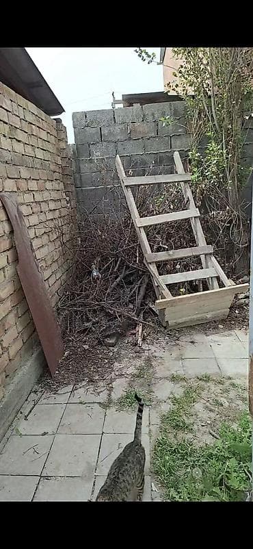 мука с доставкой бишкек: Бекер отун, керек болсо алып кеткиле. Ак оргодо адрес — 8