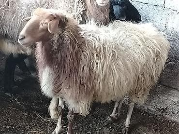 ягненок козу: Продаю | Овца (самка) | Полукровка | Для разведения | Матка — 1