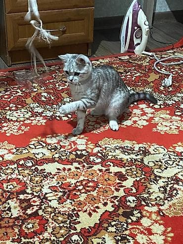 шиншилла: Британский котёнок, 7 мес окрас серебристый шиншилла (серебристый — 2