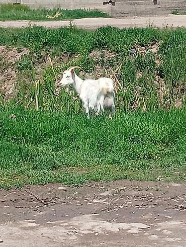 Продаю | Коза (самка) | Для разведения