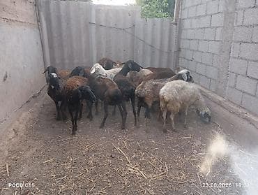 коротколапая кошка: Продаю | Овца (самка) | На забой | Ярка — 4