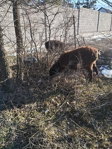 Услуги ветеринара: Продаю | Овца (самка) | Полукровка | Для разведения — 3