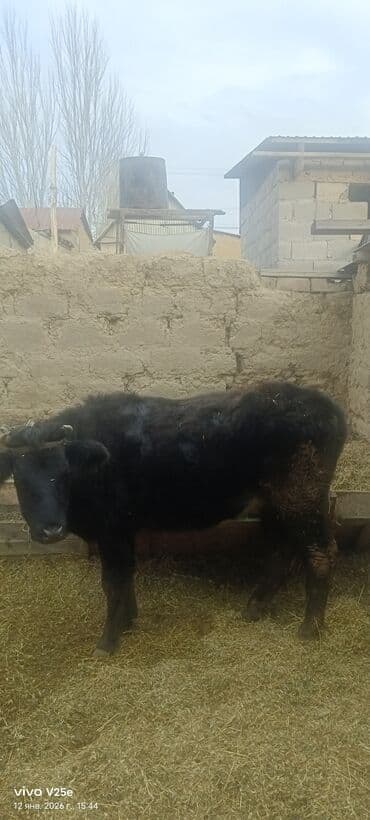 силос для коров: Продаю | Бык (самец) | На откорм | Привязанные — 1