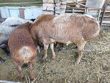 живой баран: Продаю | Баран (самец) — 4