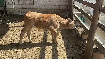 калифорния соолжан: Продаю | Бык (самец) | Швицкая | На откорм — 7