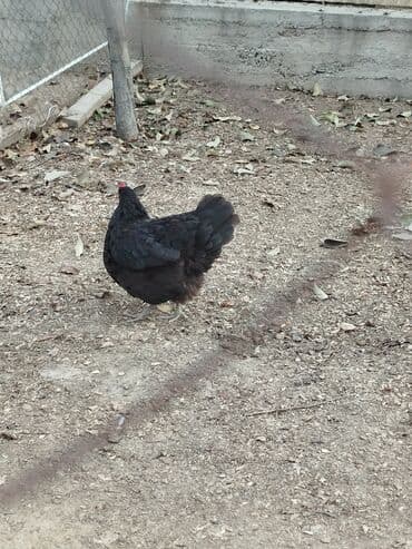 товары для кошек: Тооктор сатылат 4 штук бар алмашу жолдору бар адрес Заря Тынчтык — 6