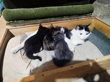 ящики для цыплят: Котята от домашней кошки - Помёт от кошки с чёрно‑белым окрасом (мама — 2