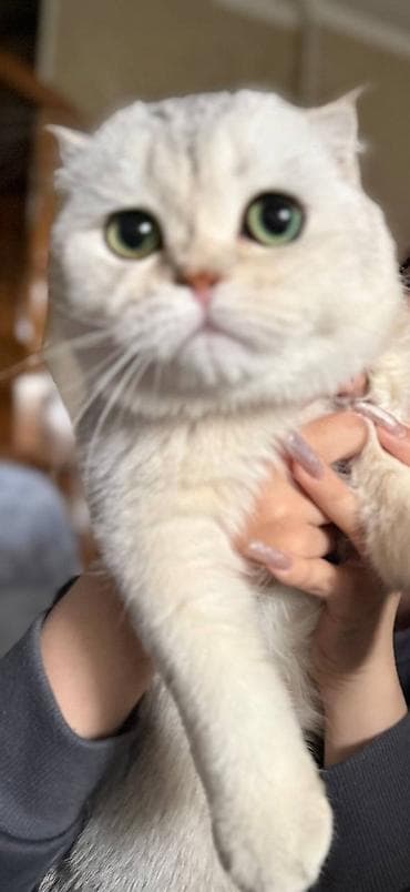 Мышыктар сатылат: Шотландский вислоухий кот (Scottish Fold), окрас серебристый шиншилла — 2