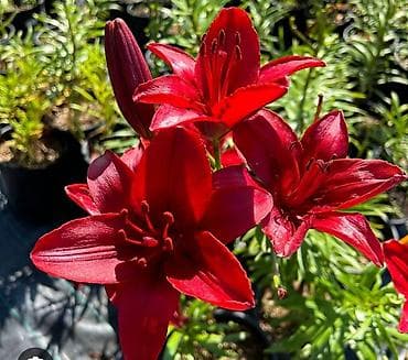 лили: Лилии — набор сортов для сада и срезки - Ассортимент: крупноцветковые — 4