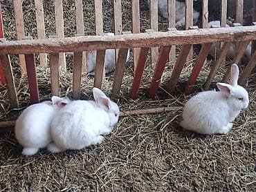 я ищу кроликов: Продаю | Крольчата | Для разведения | Племенные — 3