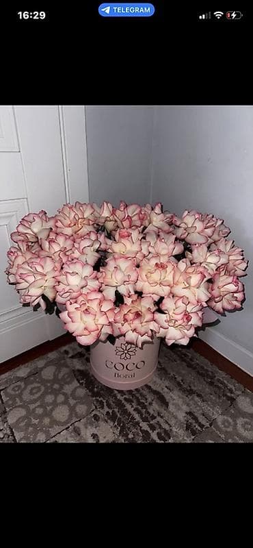 продаю роза: Розы в шляпной коробке COCO Floral - Эффектная композиция из крупных — 1