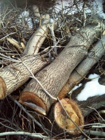 слом дома и вывоз мусора цена: Пилю деревья, дрова, корчевание пней, кустарников, расчистка — 5