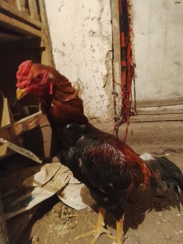 самые экзотические животные: Жожо сатылат — 1