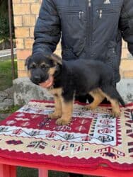 для быков: Немецкая овчарка, 1 месяц, Самец, С прививкой, С родословной — 4