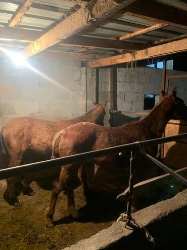 цены породистых собак: Продаю | Жеребенок | Для разведения — 4