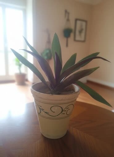 7 микр: Продаю рео
цена 100 сом
находится в Лебединовке — 1